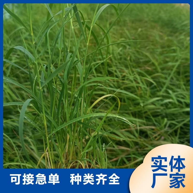 芦苇苗_芦苇质检合格发货