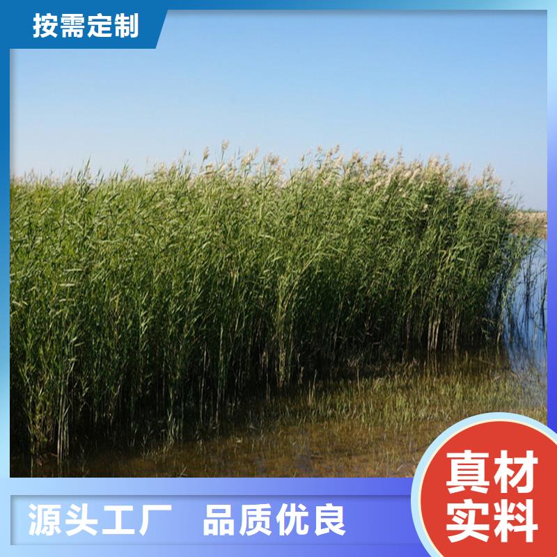 芦苇苗芦苇种子品质优选