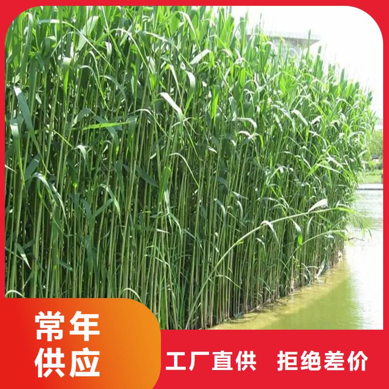 芦苇苗-芦苇苗价格老客户钟爱