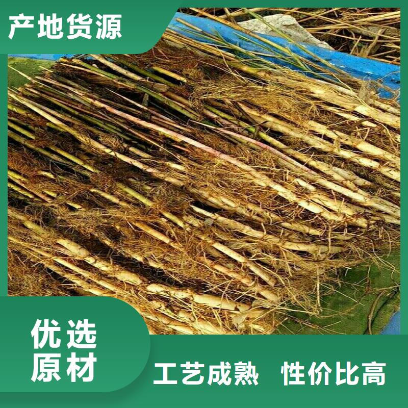 芦苇苗造纸原料芦苇苗品质优选