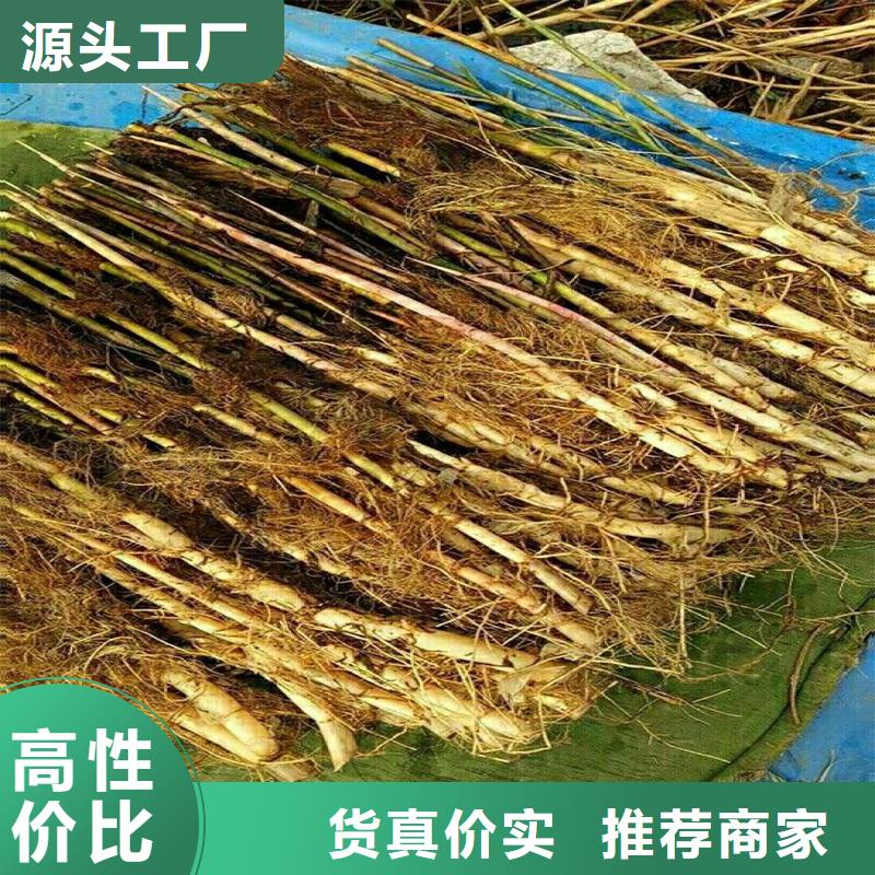 芦苇苗_芦苇质检合格发货
