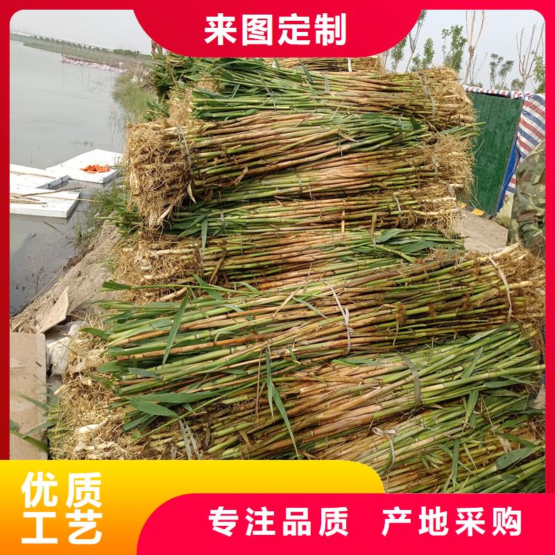 芦苇苗_芦苇质检合格发货
