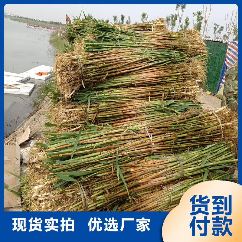 芦苇苗芦苇苗批发使用寿命长久