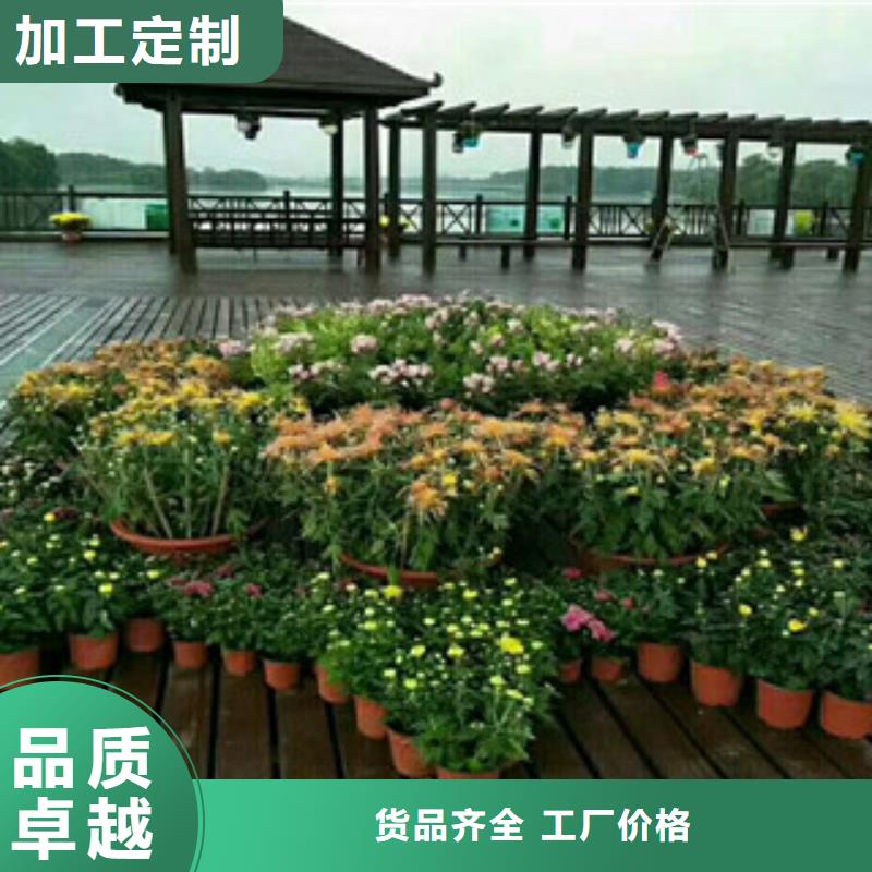 时令草花宿根花卉基地产地采购