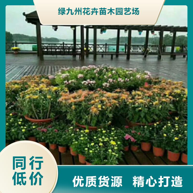 【时令草花】柳叶马鞭草/薰衣草专注品质