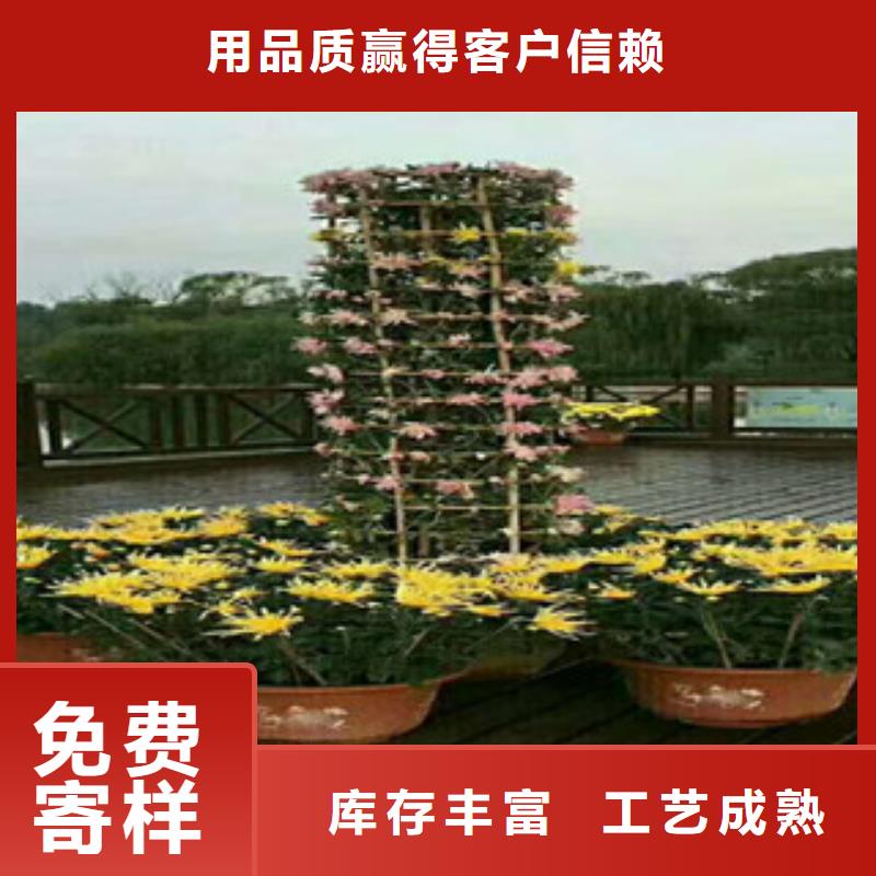 【时令草花】时令花卉/绿化草花价格市场行情