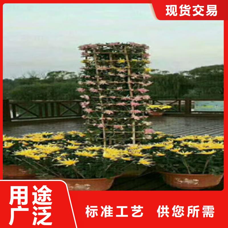 【时令草花-耐寒耐旱草花基地打造好品质】