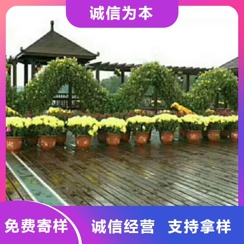 时令草花_宿根花卉基地信誉至上