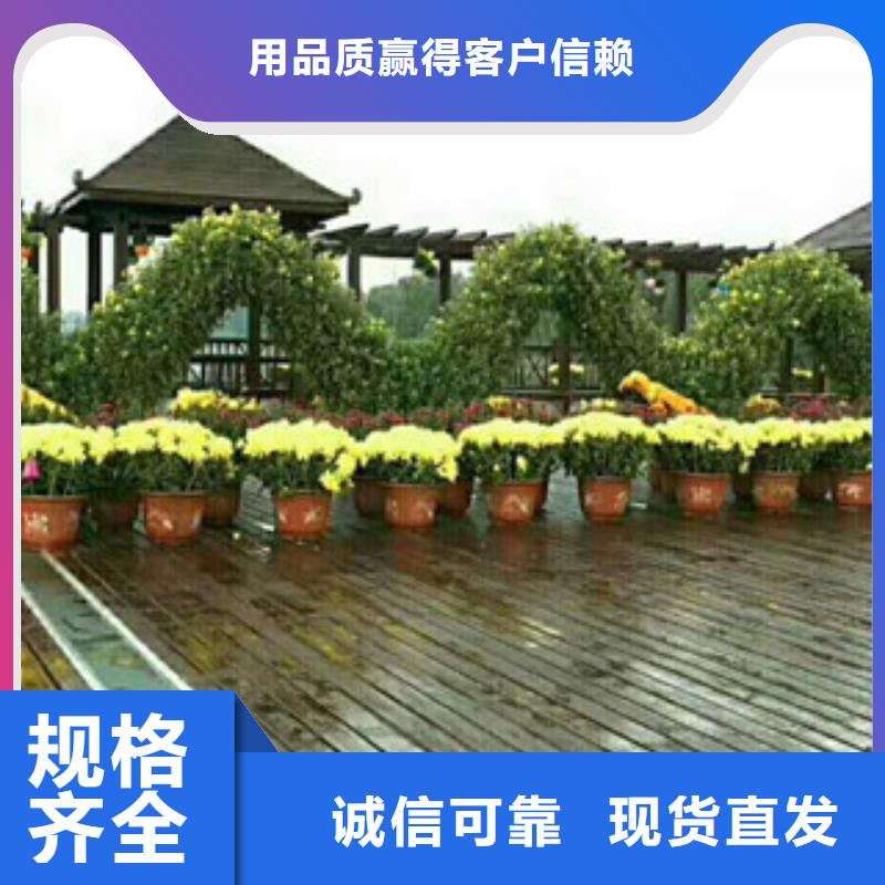 【时令草花鲁冰花/粉黛乱子草规格齐全实力厂家】