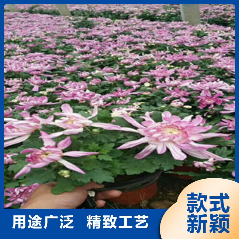 【时令草花宿根花卉基地有实力有经验】