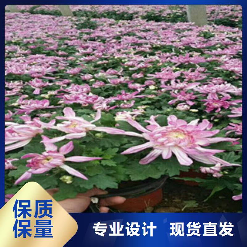 时令草花鲁冰花/粉黛乱子草工厂认证