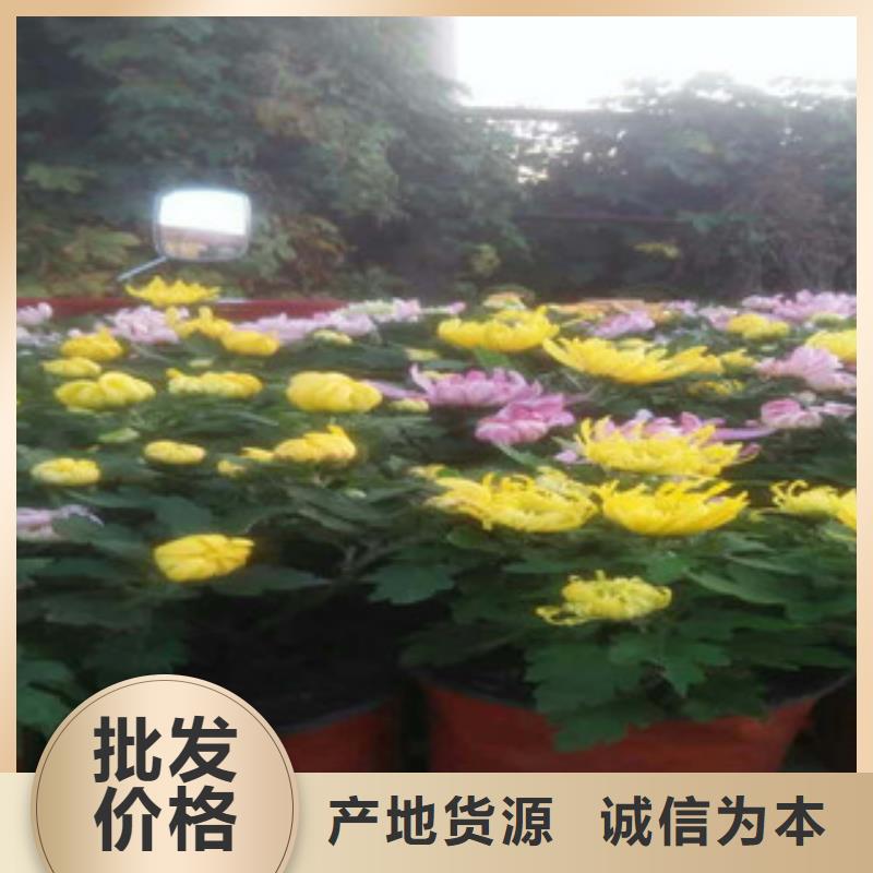 时令草花鲁冰花/粉黛乱子草工厂认证