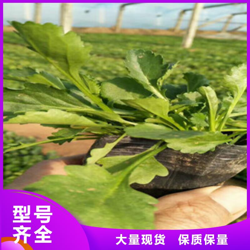 【时令草花耐寒耐旱草花基地让利客户】