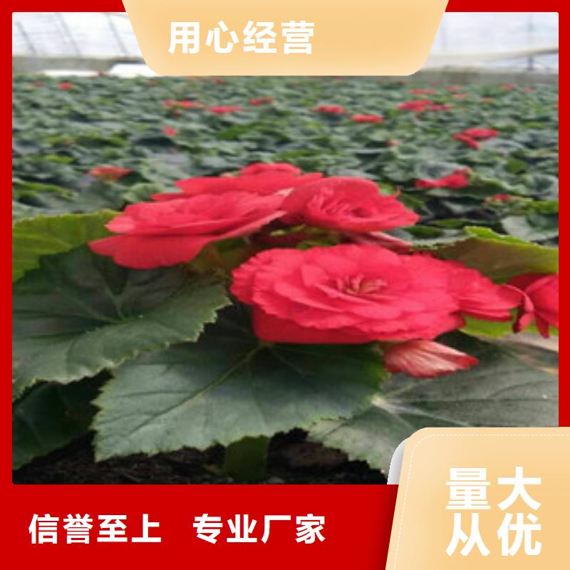 【时令草花】鲁冰花/粉黛乱子草规格齐全