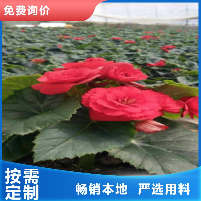 【时令草花-耐寒耐旱草花基地打造好品质】