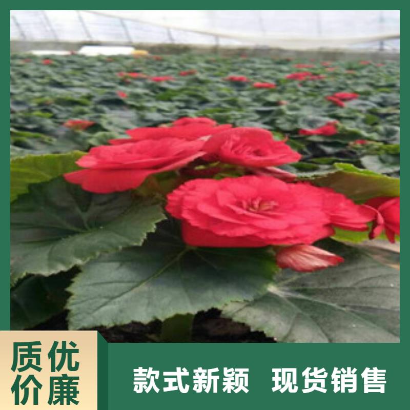 时令草花耐寒耐旱草花基地精品选购