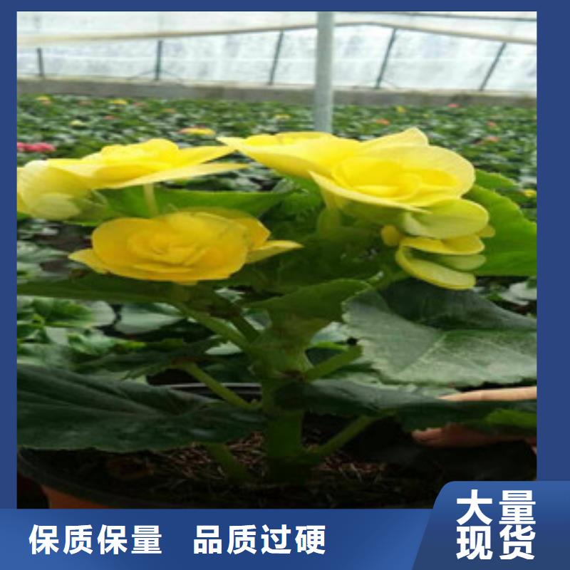 【时令草花宿根花卉基地有实力有经验】