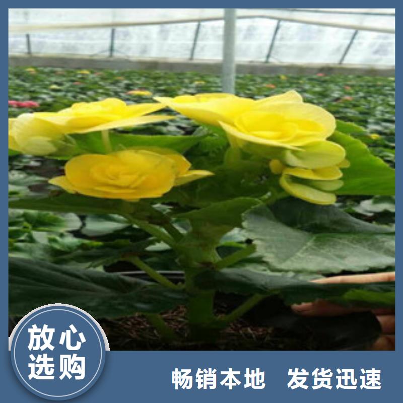 【时令草花】水生植物/荷花睡莲产地源头好货