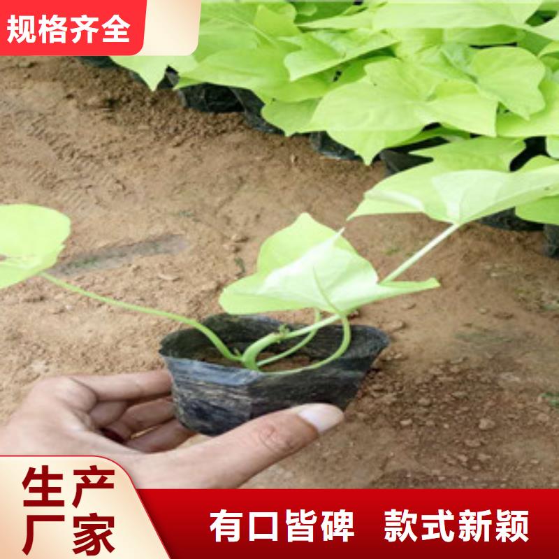 时令草花,五一国庆草花批发厂家十分靠谱