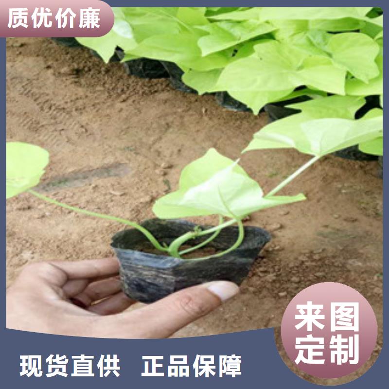 时令草花水生植物/荷花睡莲厂诚信经营