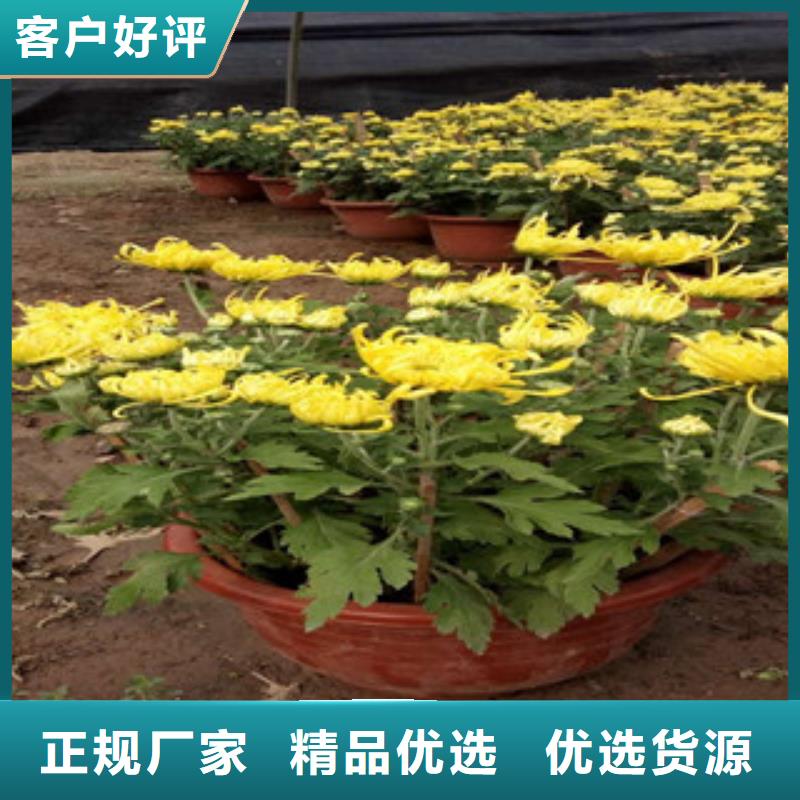 【时令草花-耐寒耐旱草花基地打造好品质】