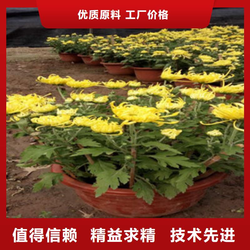 【时令草花】鲁冰花/粉黛乱子草规格齐全