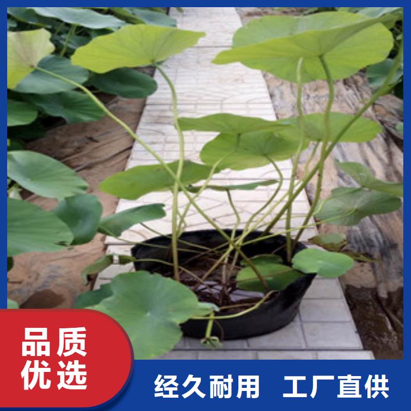 时令草花-花海景观工程专业品质