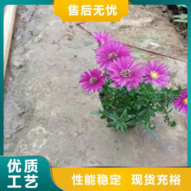 【时令草花】鲁冰花/粉黛乱子草规格齐全