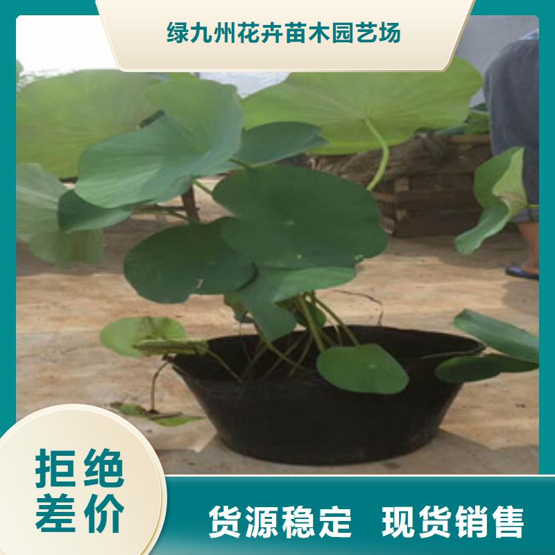 时令草花鲁冰花/粉黛乱子草助您降低采购成本