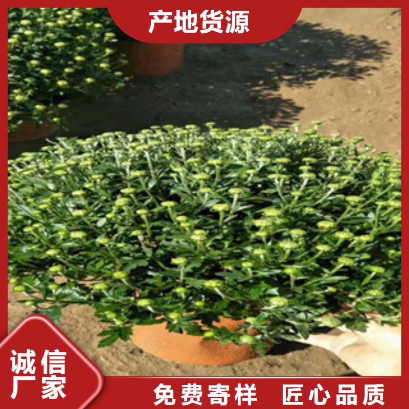 【时令草花-耐寒耐旱草花基地打造好品质】