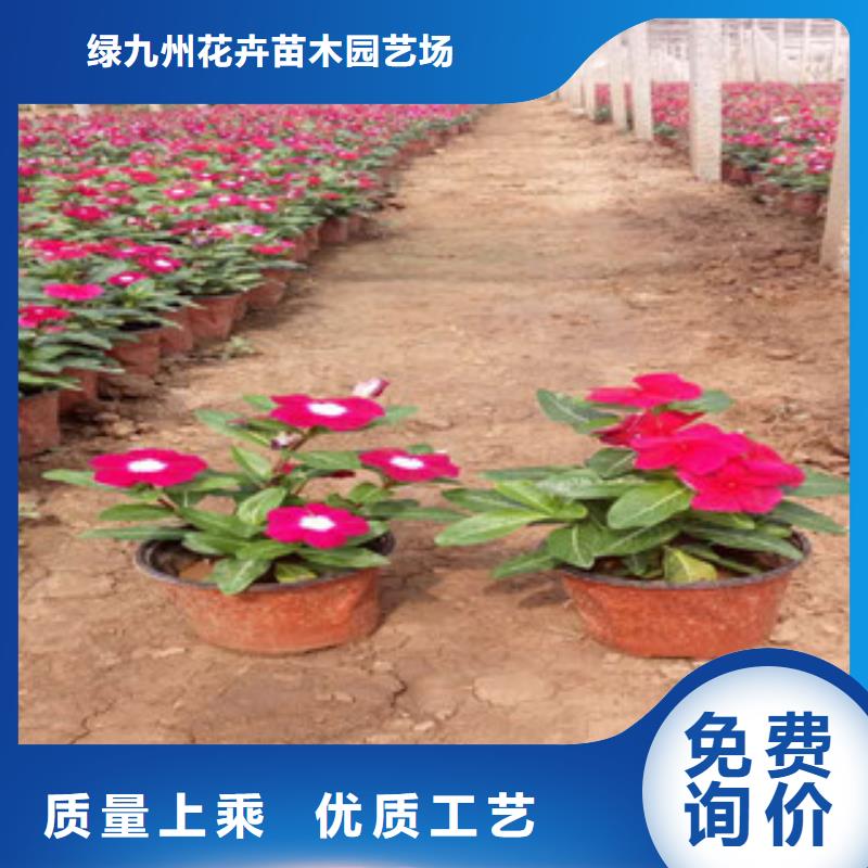 时令草花耐寒耐旱草花基地精品选购