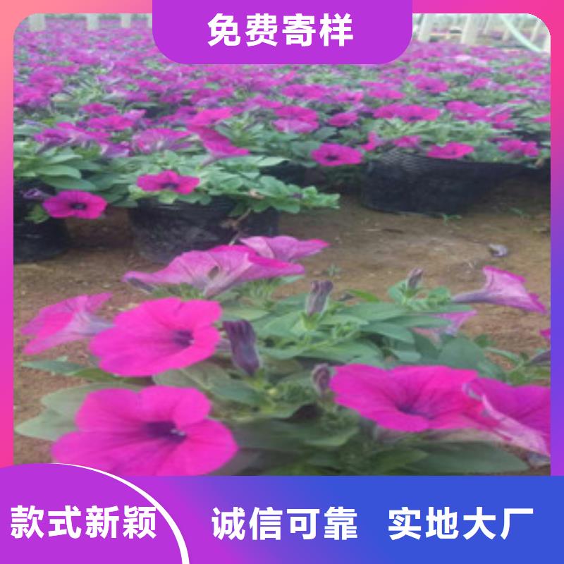 时令草花-宿根花卉基地工厂认证