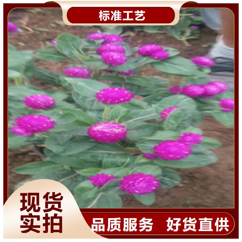 【时令草花鲁冰花/粉黛乱子草规格齐全实力厂家】