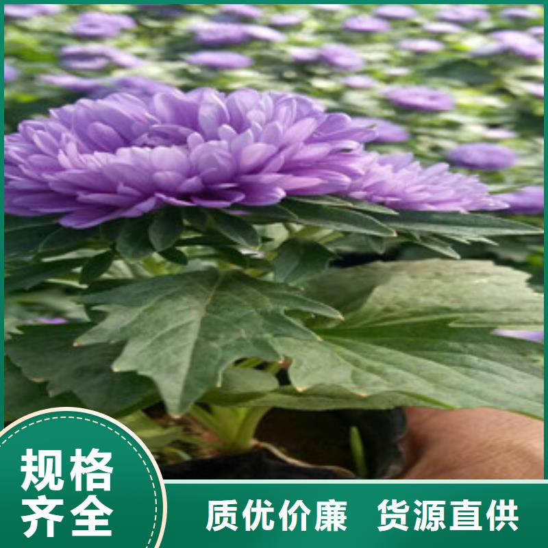 时令草花水生植物/荷花睡莲品质保障价格合理