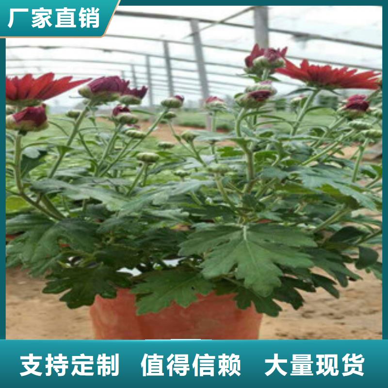 【时令草花-耐寒耐旱草花基地打造好品质】