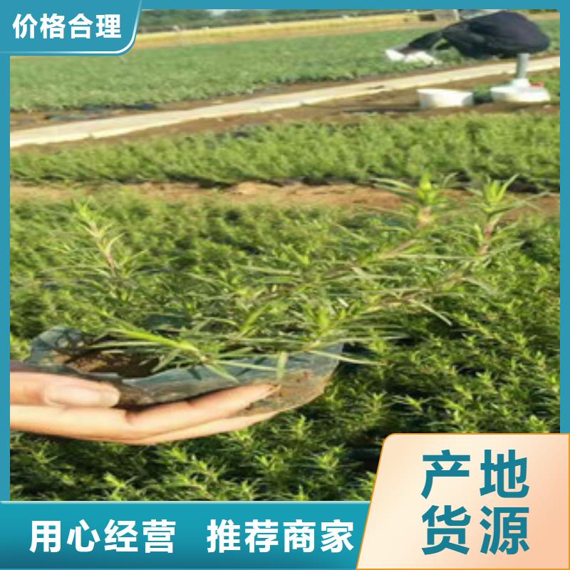 时令草花,观赏草/蒲苇狼尾草选择我们选择放心