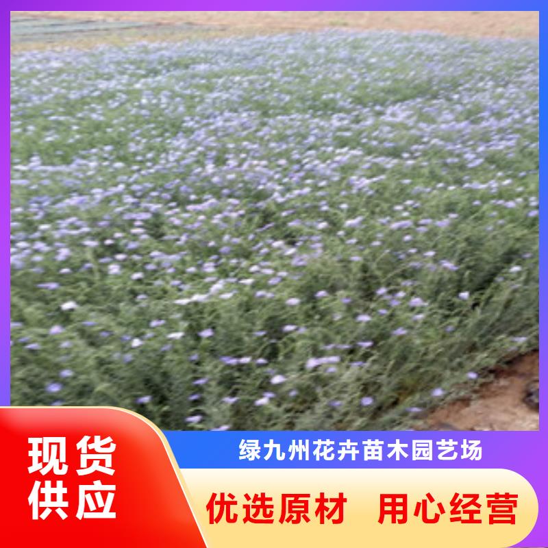 宿根花卉鲁冰花/粉黛乱子草订购