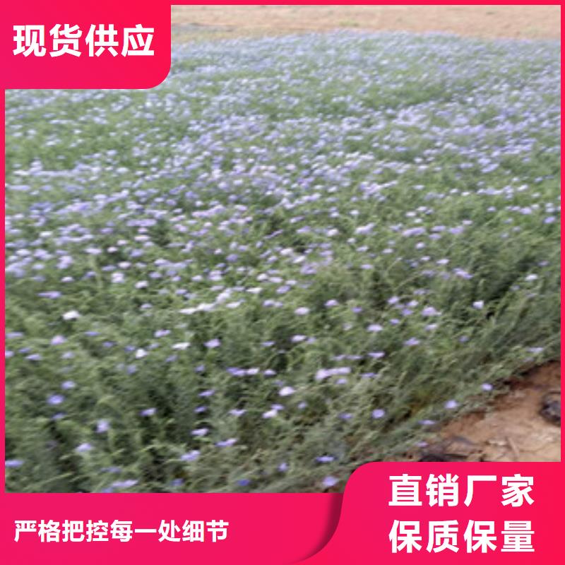 宿根花卉-观赏草/蒲苇狼尾草订购