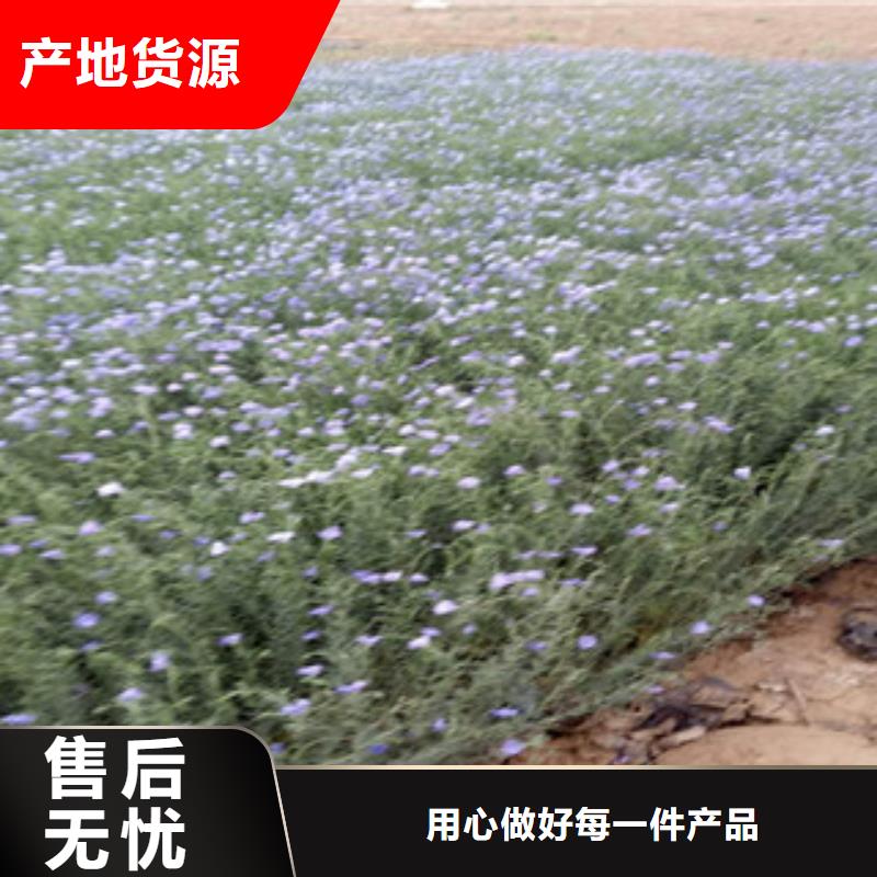 【宿根花卉水生植物/荷花睡莲厂家直发】