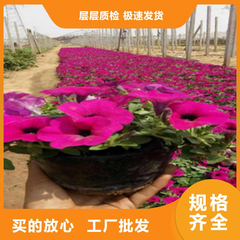 宿根花卉时令花卉/绿化草花价格来图加工定制