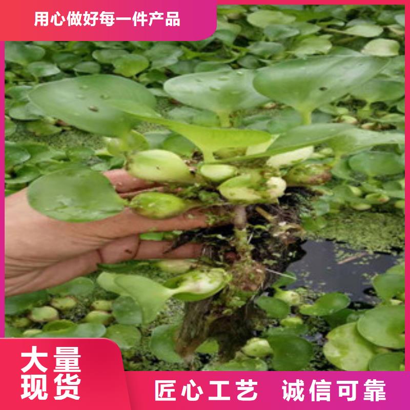 宿根花卉花海景观工程源厂定制