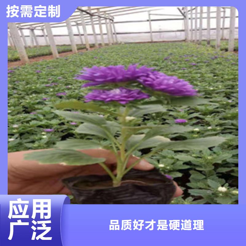 宿根花卉-观赏草/蒲苇狼尾草订购