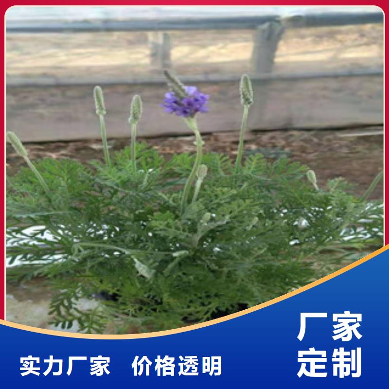 【宿根花卉水生植物/荷花睡莲诚信厂家】