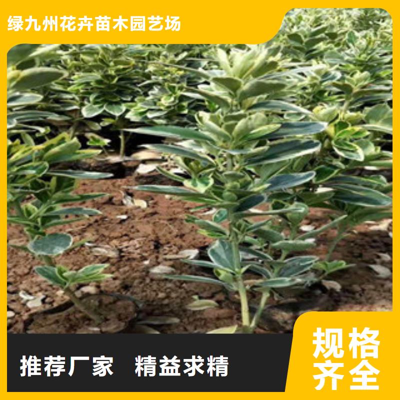 【宿根花卉】,水生植物/荷花睡莲物美价优