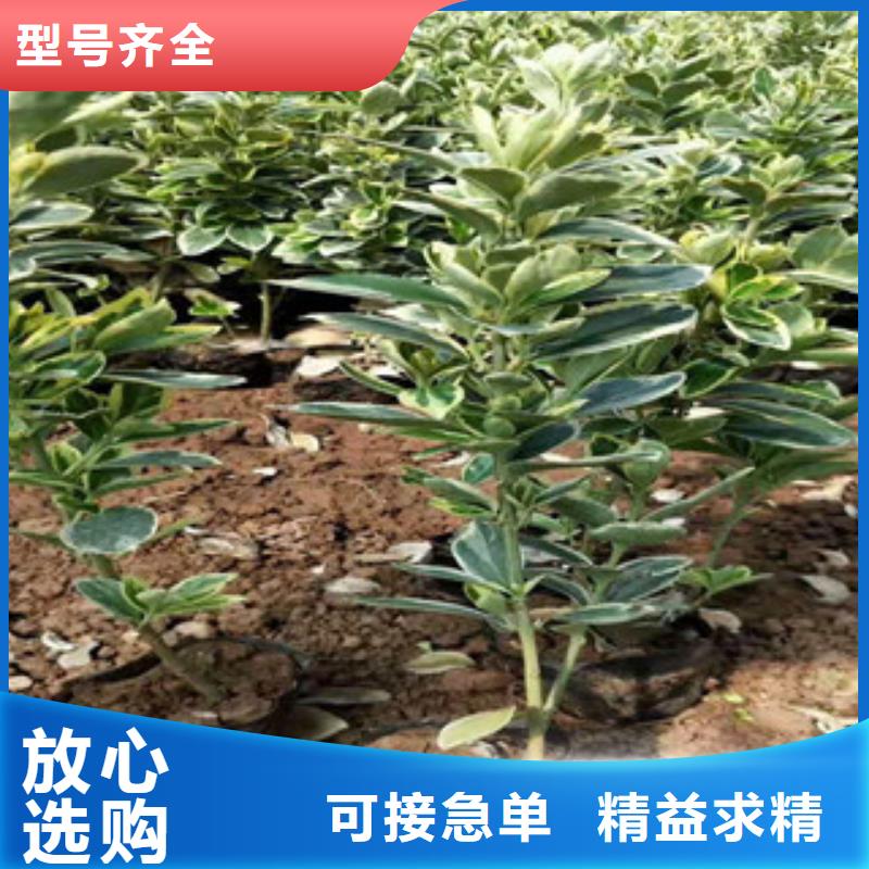 宿根花卉时令花卉/绿化草花价格买的放心安兴用的舒心