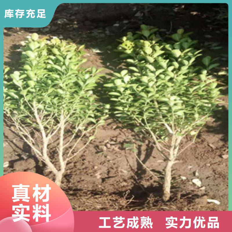 宿根花卉【观赏草/蒲苇狼尾草】批发商