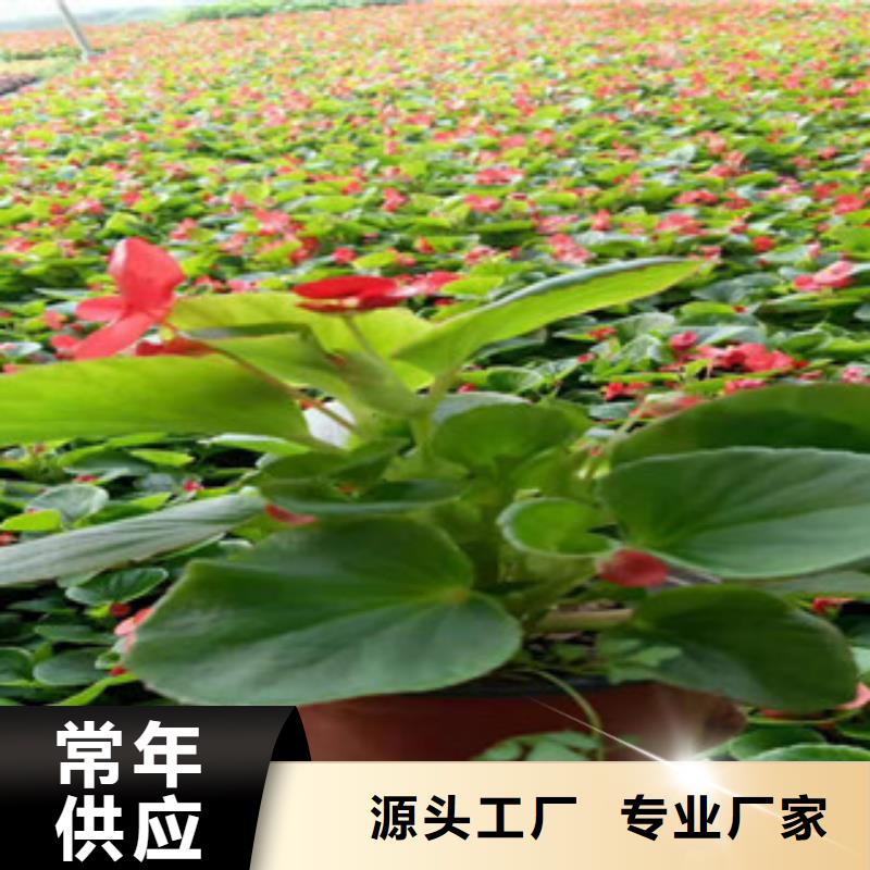 宿根花卉时令花卉/绿化草花价格来图加工定制