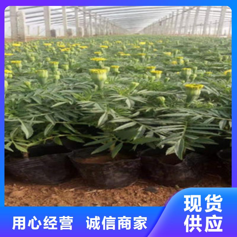 宿根花卉-耐寒耐旱草花基地源头工厂量大优惠