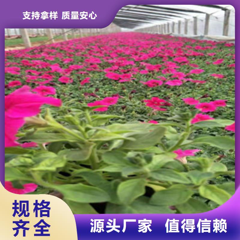 宿根花卉_【花海景观工程】售后无忧