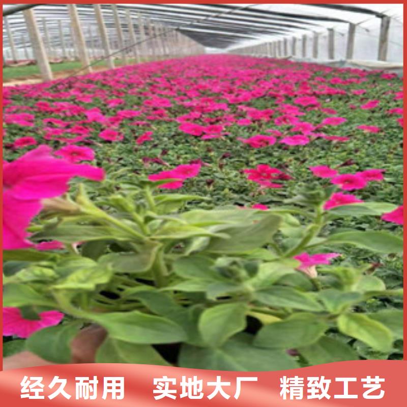 宿根花卉【观赏草/蒲苇狼尾草】批发商